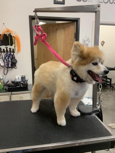 Taylor Pomeranian<br>(After)