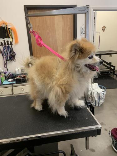 Taylor Pomeranian<br>(Before)