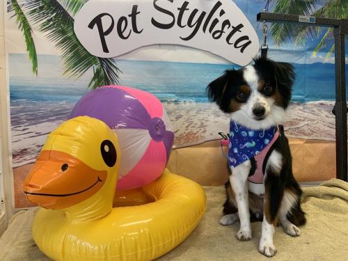 Bandit<br>(Mini Australian Shepherd)
