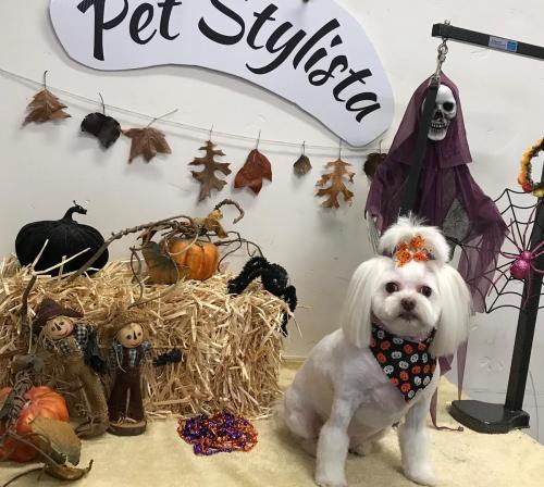 Bella (PoodleMix)