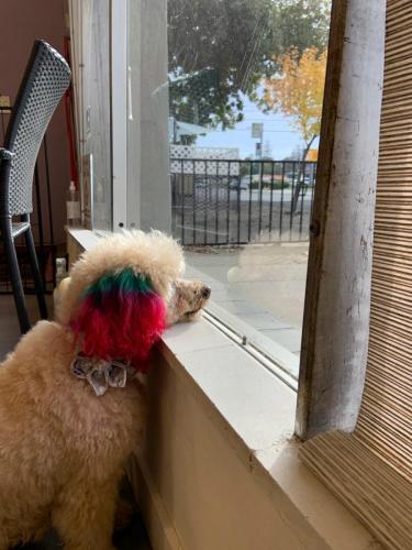 Bella (Poodle)