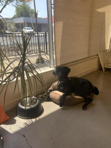 Bentley (Labrador)