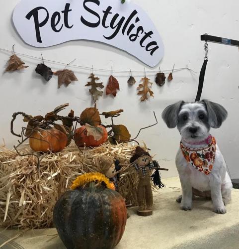 Cookie<br>(Tibetan Terrier<br>Shih Tzu Mix)