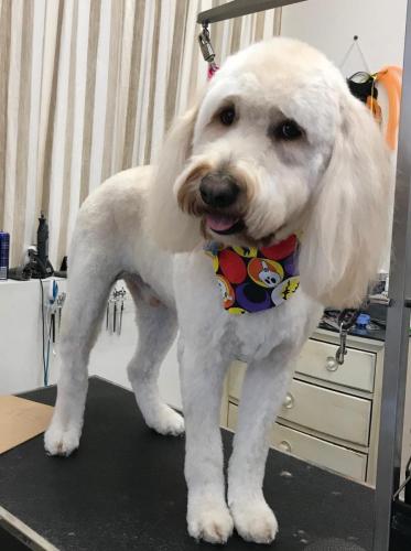 Escrow (Golden Doodle)