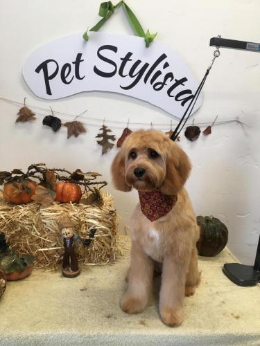 Juno (Cavapoo)