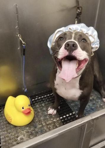 Kingston (PitBull)