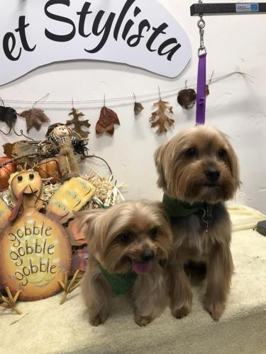 Luna and Ruby<br>(Yorkies)