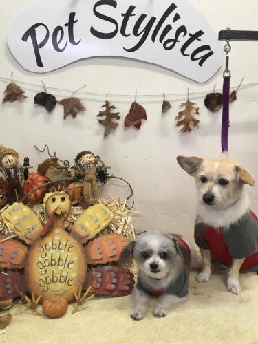Maggie and Moxie<br>(ChiPoo and TerrierMix)