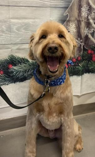 Marlee (Labradoodle)