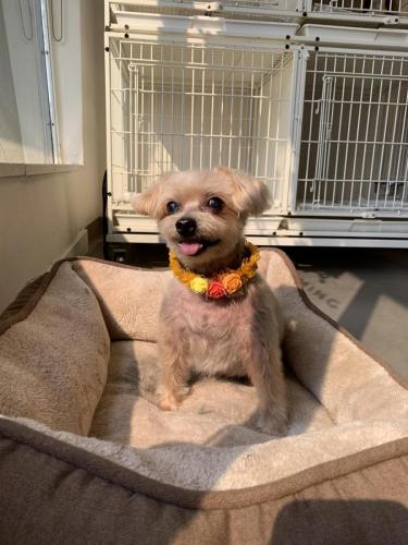 Maya (Yorkie)