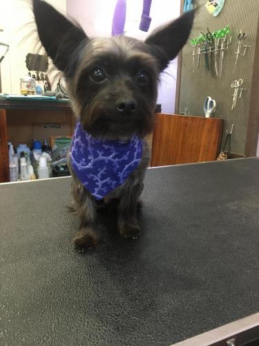 Moose (Chihuahua Yorkie)<br>After