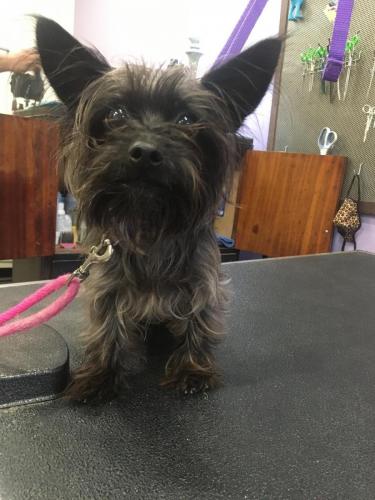 Moose (Chihuahua Yorkie)<br>Before