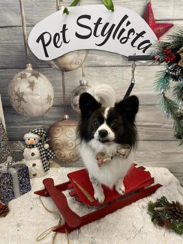 Olympia (Papillion)