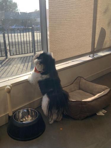 Oreo (ShihTzu)