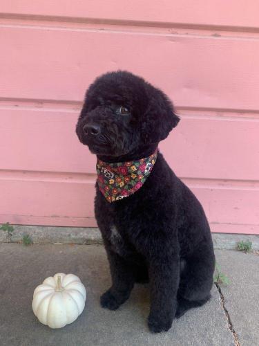 Reddington<br>(Miniature Poodle)