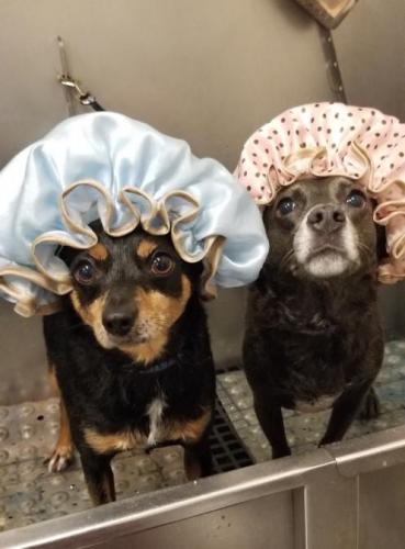 Sally and Kai Chihuahua<br>Mixes in Bath
