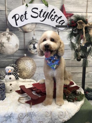 Simba<br>(Golden Doodle)