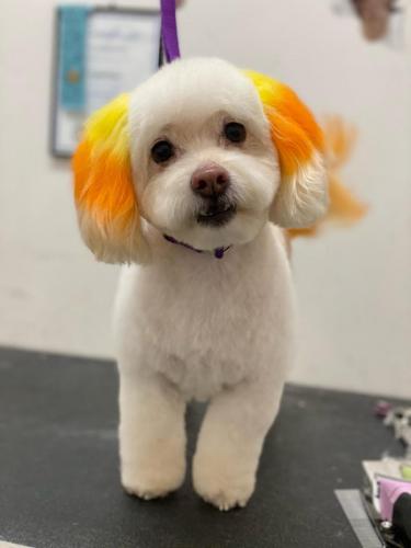 Skip (Poo Terrier)<br>Candy Corn Ears