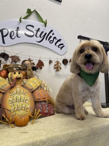 Tashi (Shih Poo)