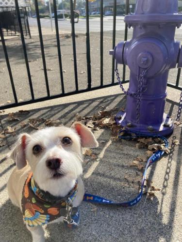 Vinnie (Terrier Mix)