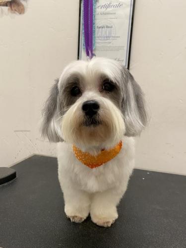WhiskeyLhasa (Apo Mix)